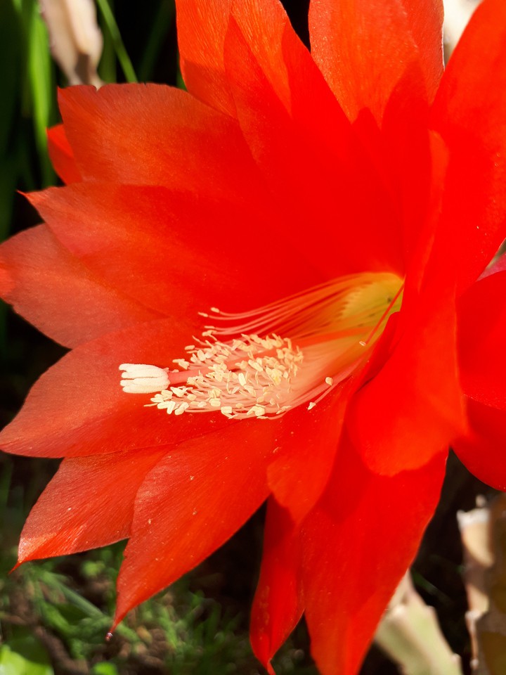 flower#