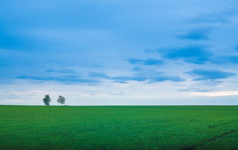 Two trees
