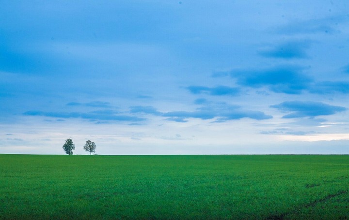 Two trees