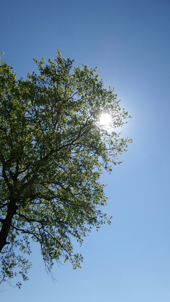 Summertree