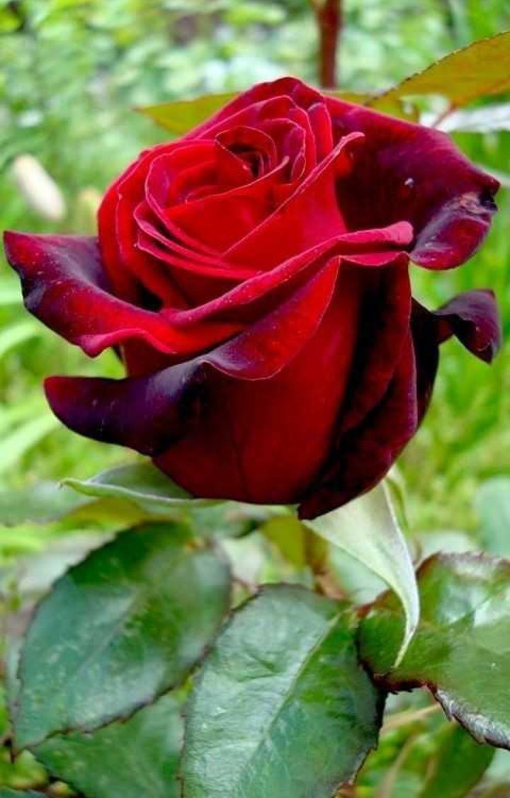 beautiful