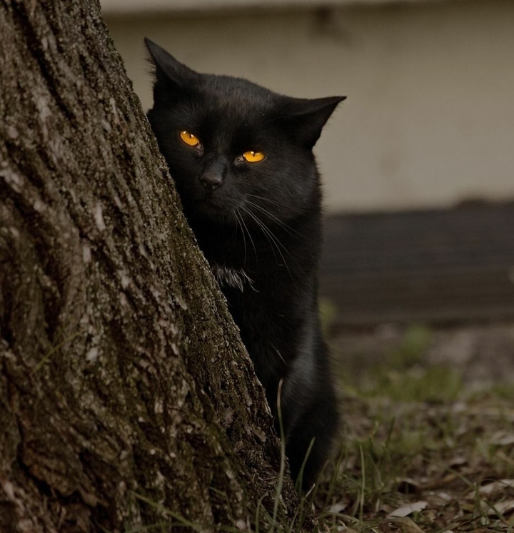 кот Бегемот