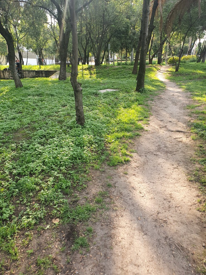 forest
