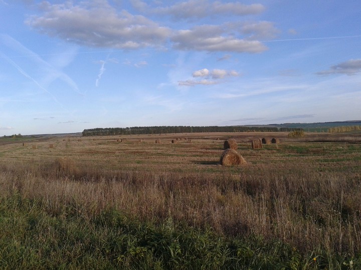 Поле