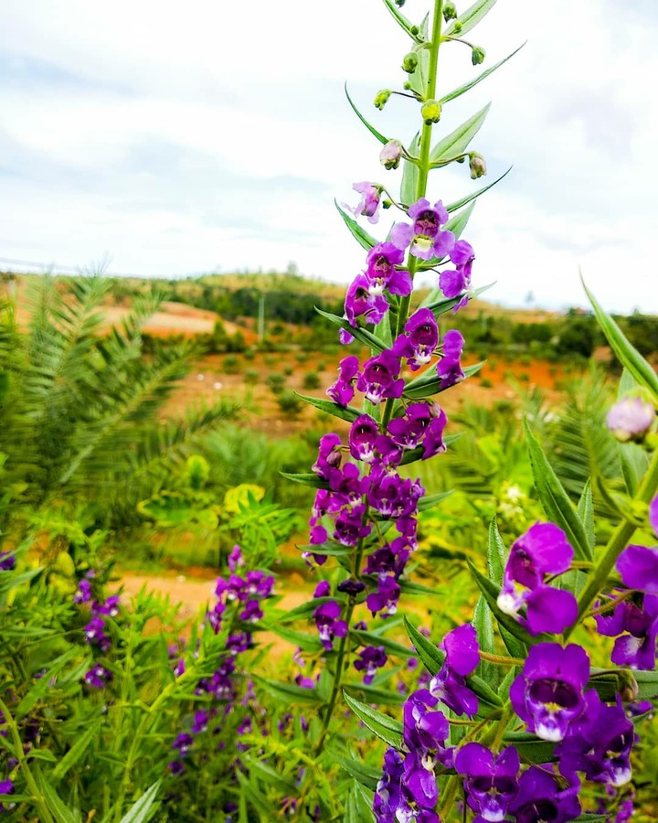lavender