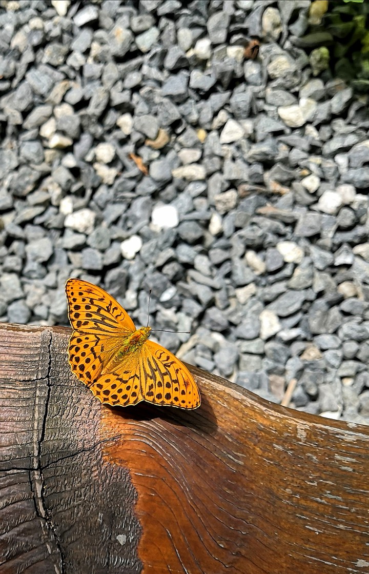 Motyl