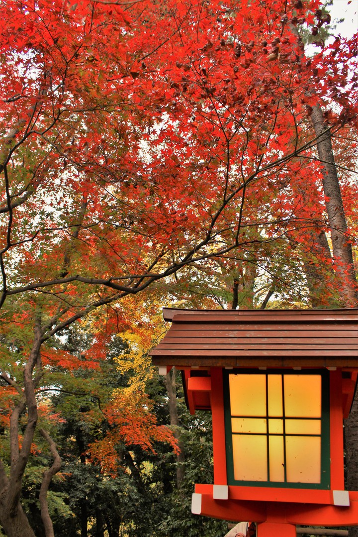 Autumn leaves,2018