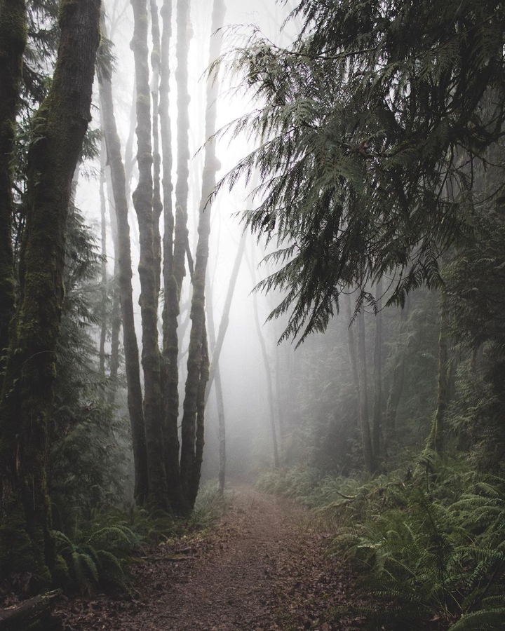 fog
