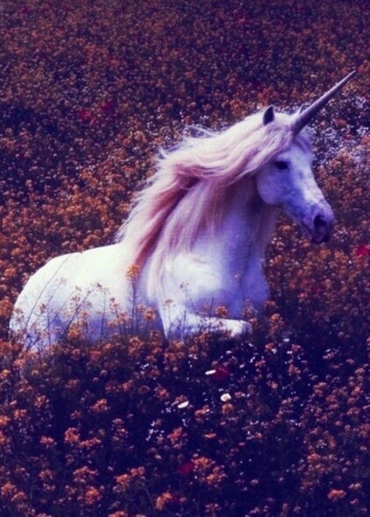 Unicorn
