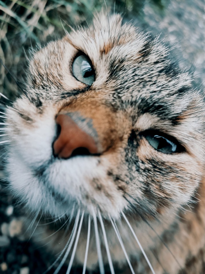 Russian cat
