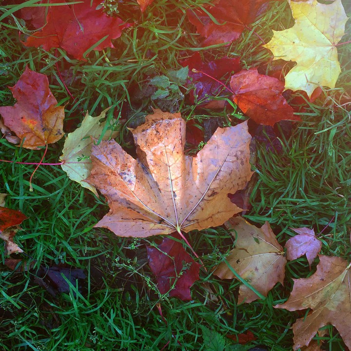 autumn leaves