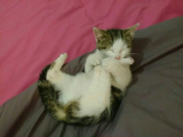 Chaton