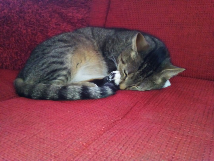 Henry unser schlafender Kater!