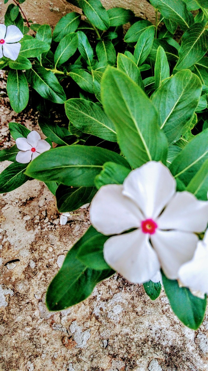 white and pink