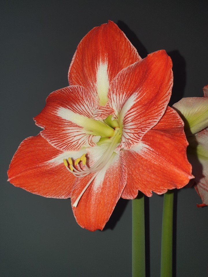 Amarilis