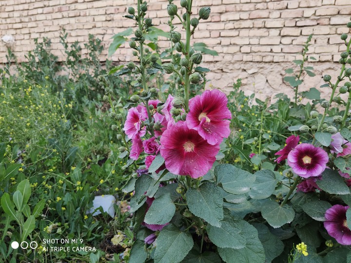 flower
