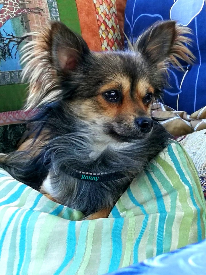 Ronny mein Hund