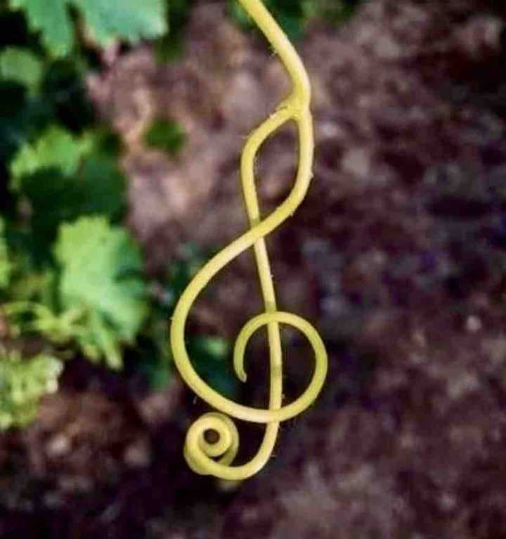 How grapes can turn into music ✨