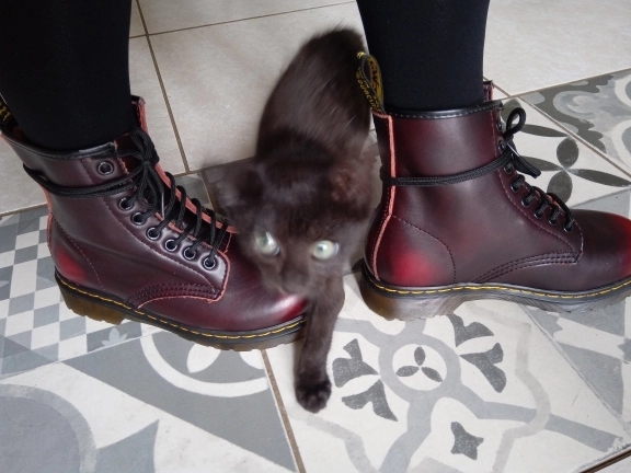 black cat