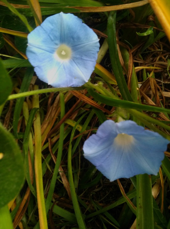 Blue Morning Glories