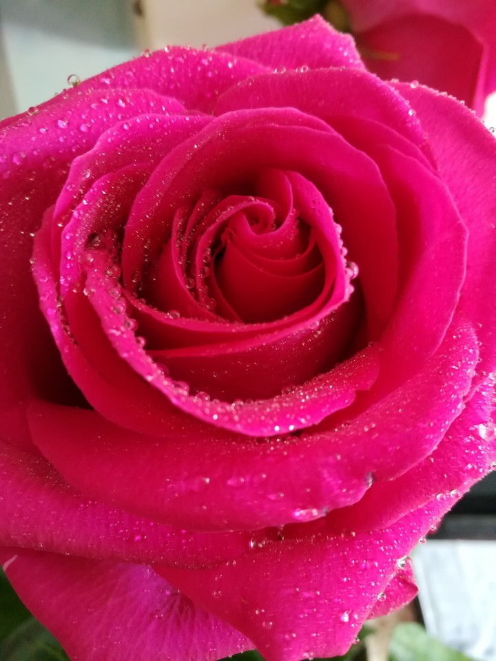 rose