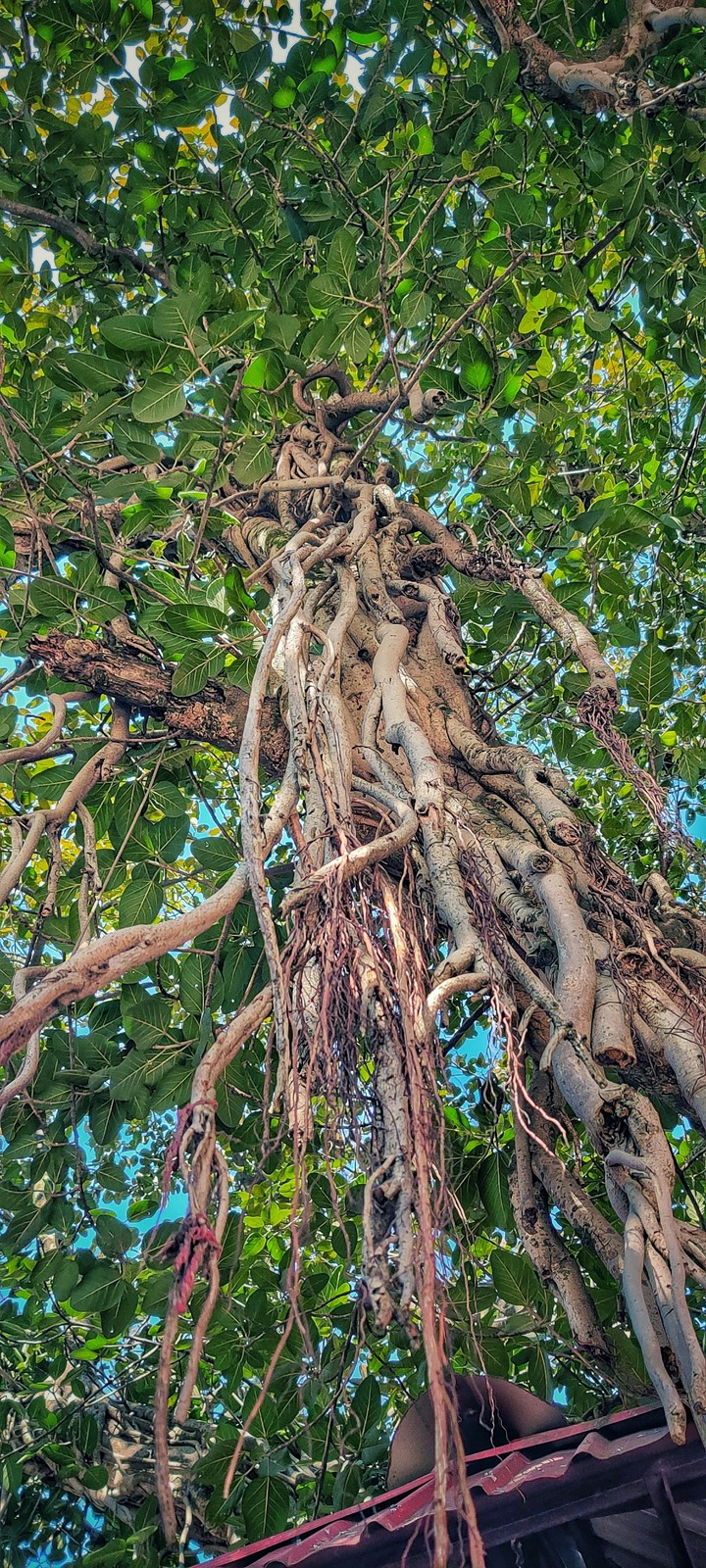 Old Tree