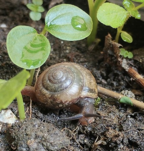 шпалери spiral, green