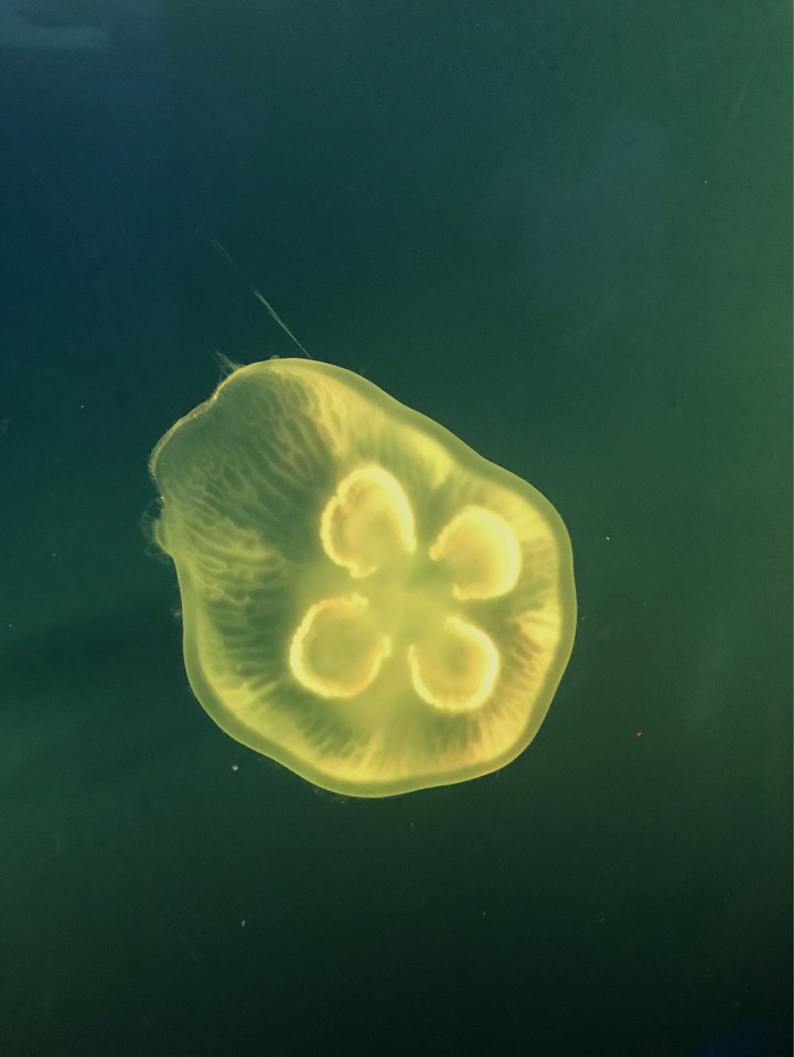 jellyfish