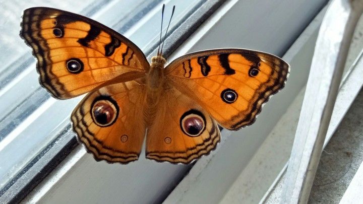 butterfly