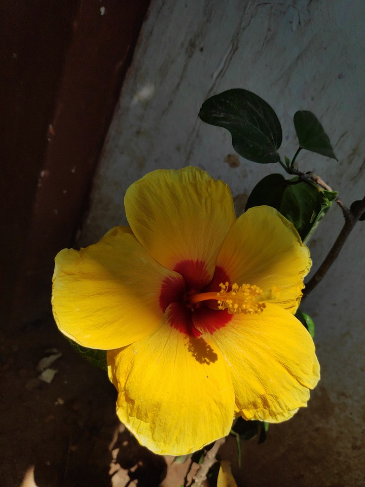 yellow flower