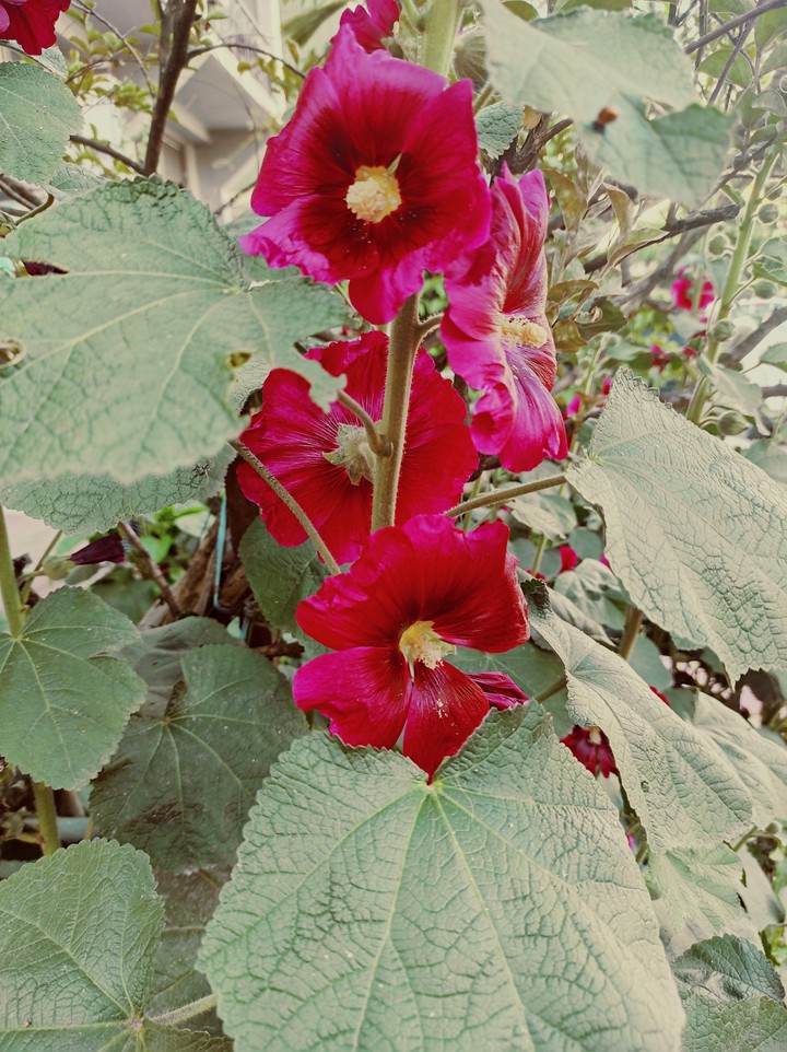 flower