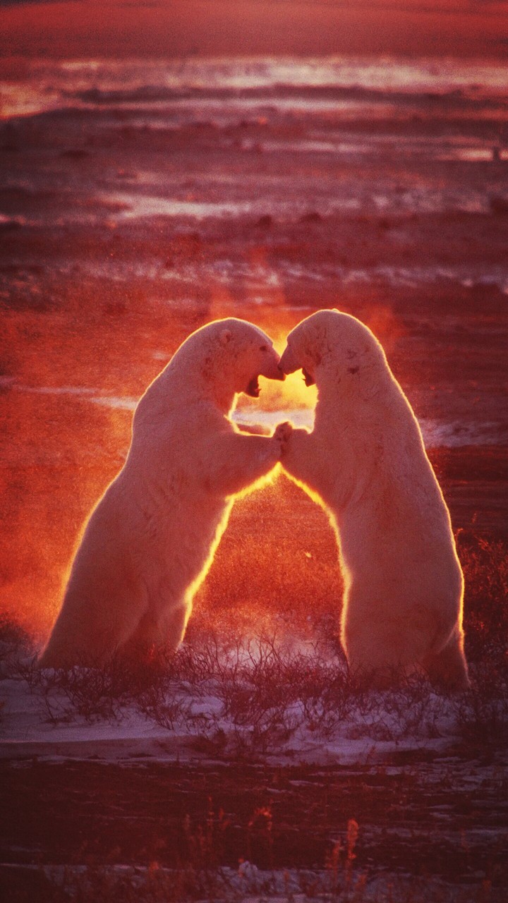 Love fight