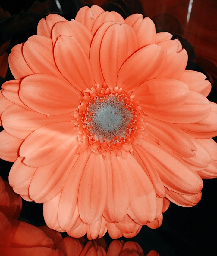nice flower