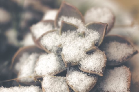 Echeveria and the Snow