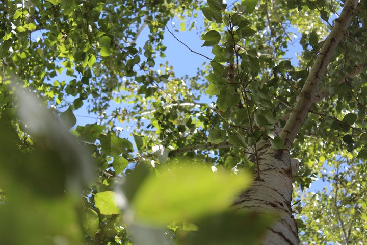 #лето#зеленый#green#forests#sun
