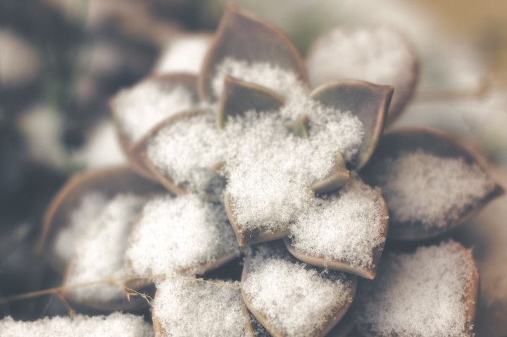 Echeveria and the Snow