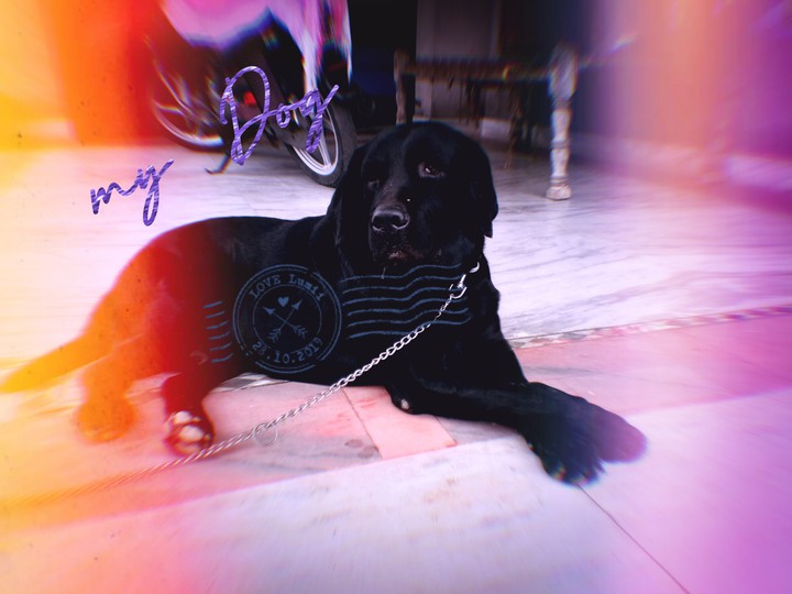 my dog