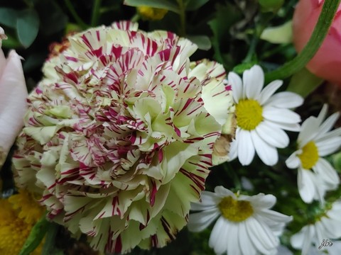 floristry, perfume壁纸