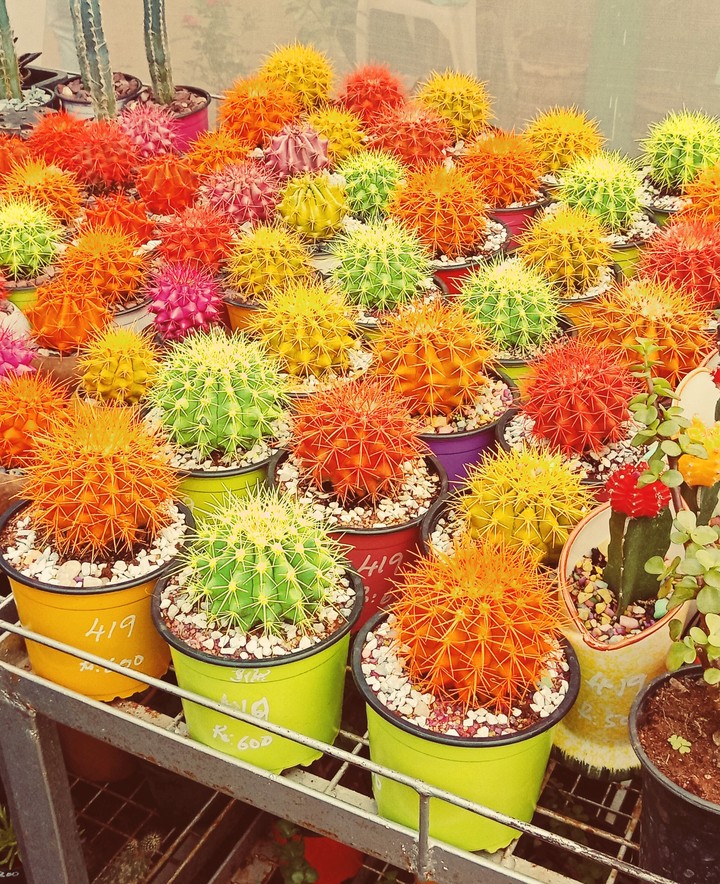 colour ful cactus