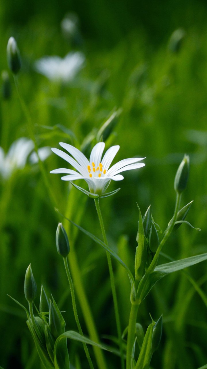 Nature