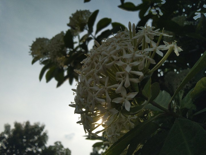 jasmine