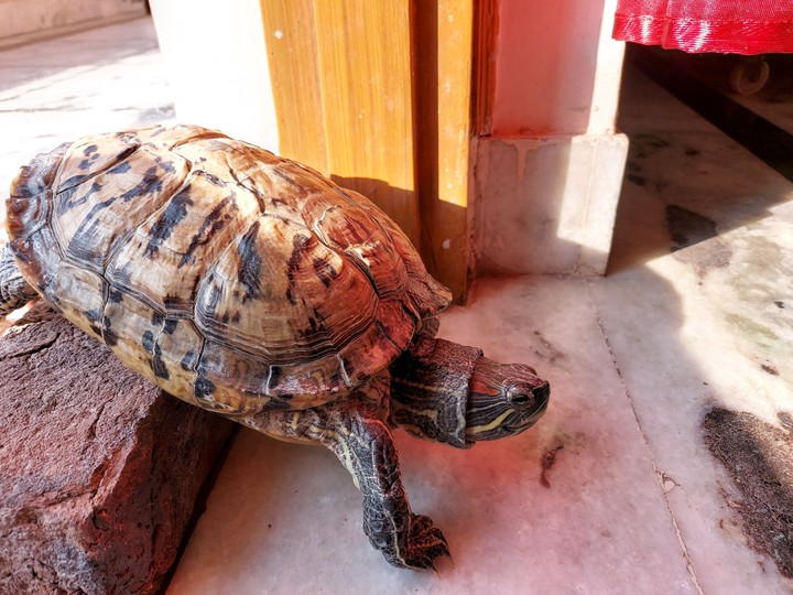 turtle