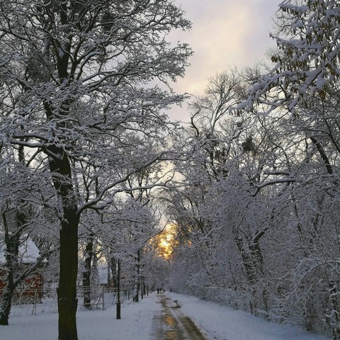 Winter walk in forest