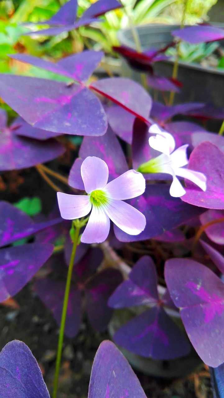 purple flower wallpaper