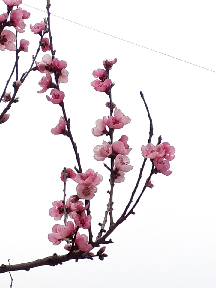 spring