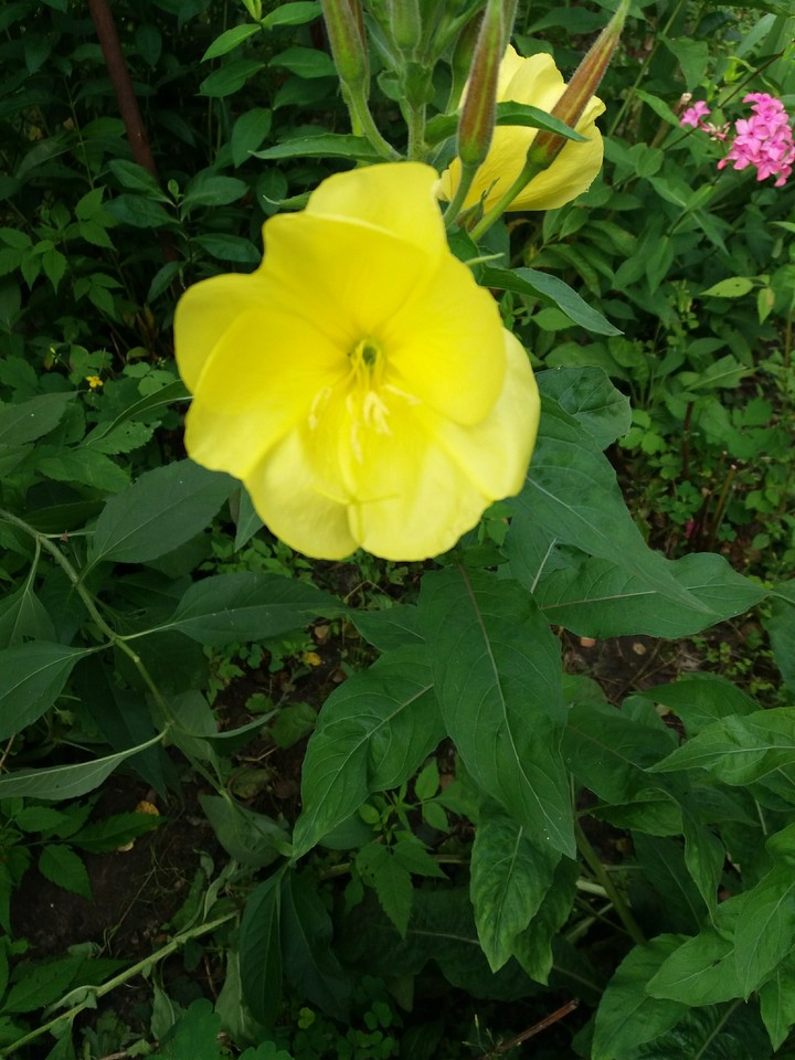 yellow and green