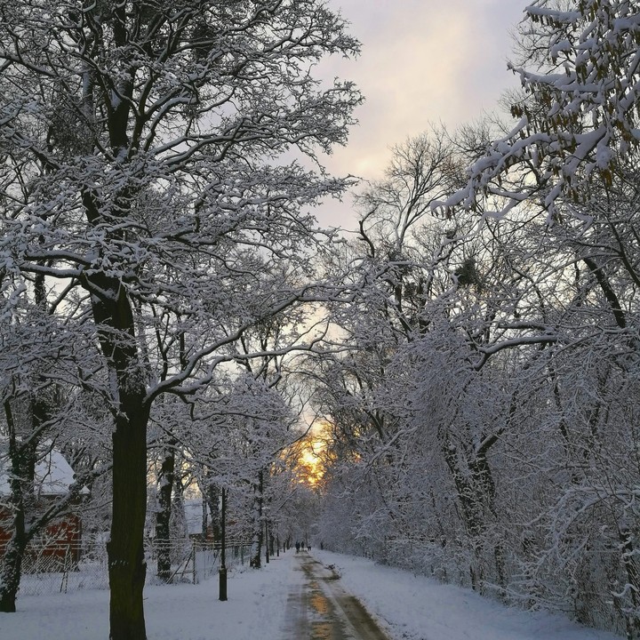 Winter walk in forest 