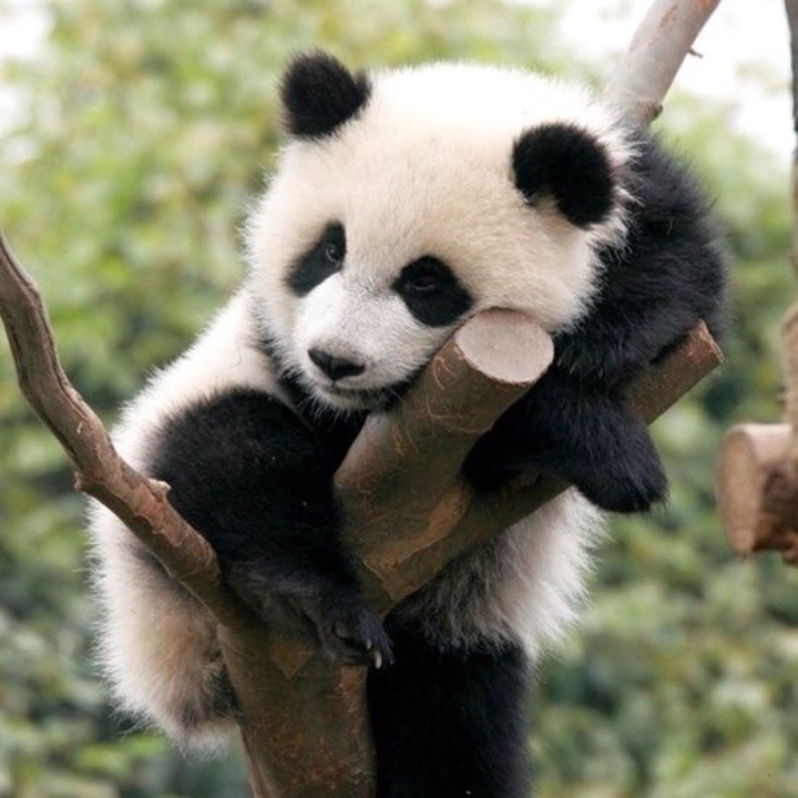 il dolce panda
