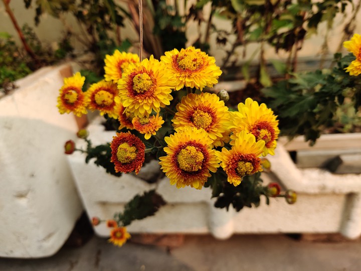 flowers