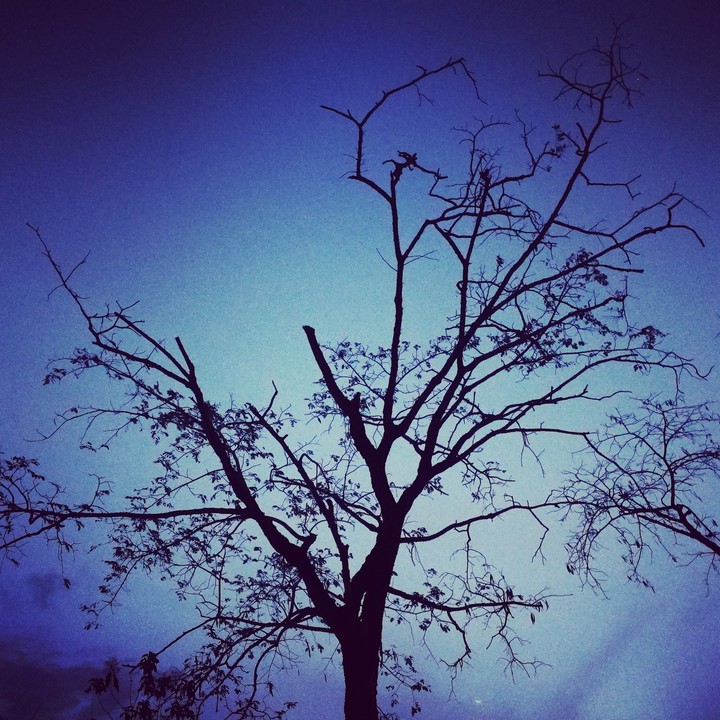 The night